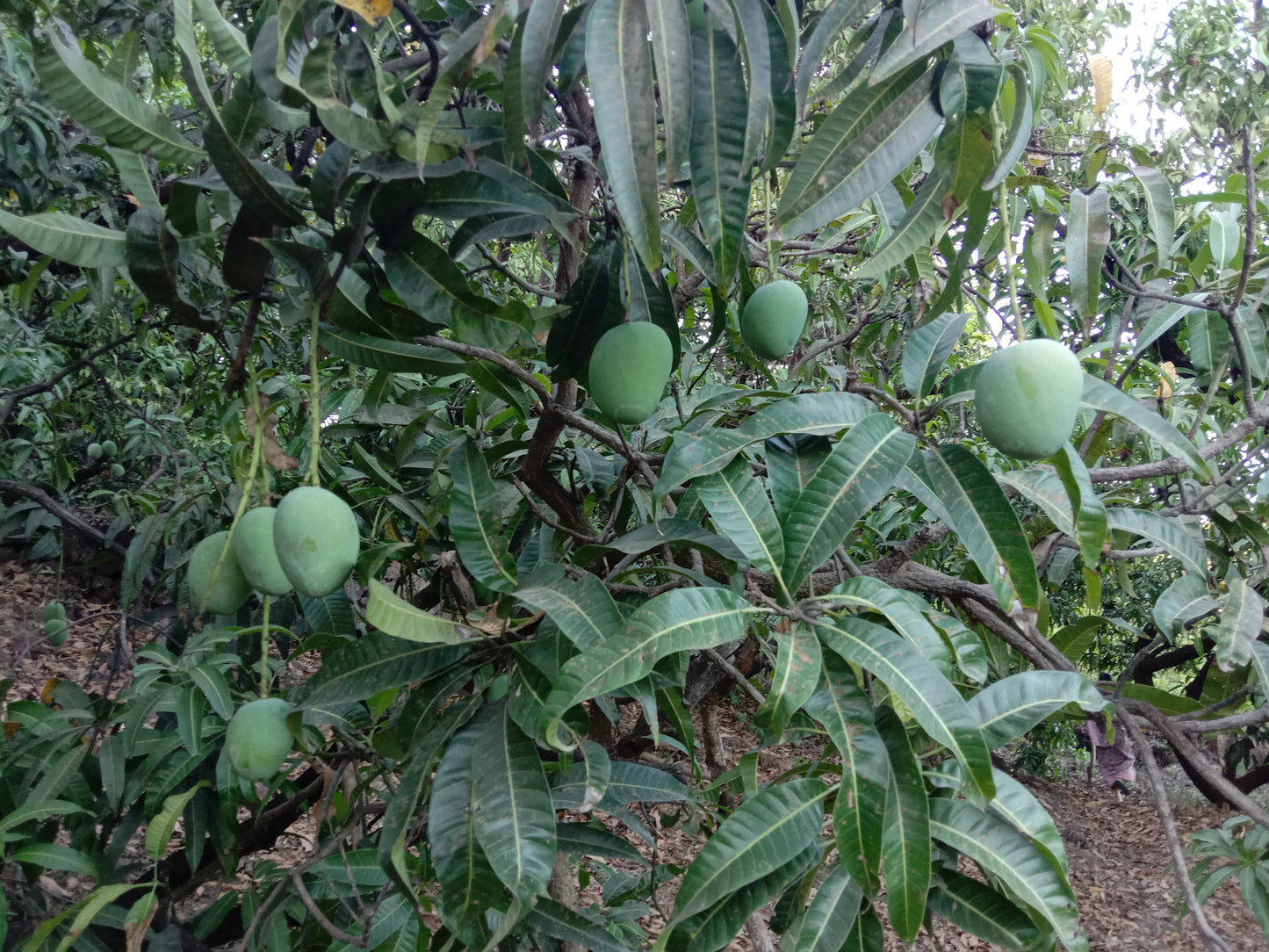 Ratnagiri Alphonso Mango B Grade- 2 Dozen Box